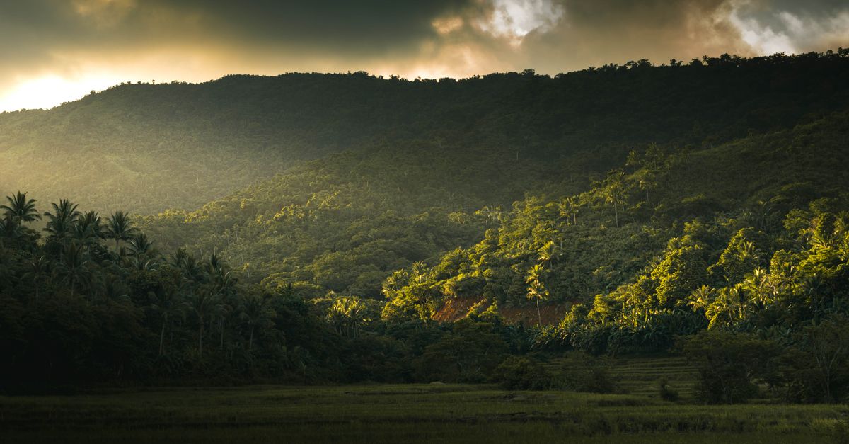 A lush green rainforest valley